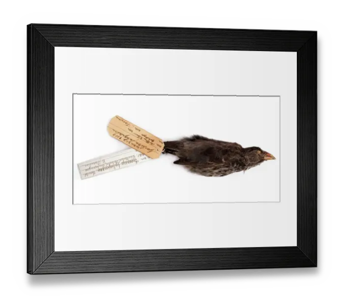Framed Print : Geospiza fuliginosa, small ground finch Framed Print : Geospiza fuliginosa, small ground finch
