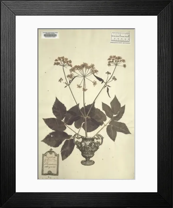 Framed Print : Aegopodium podagraria, goutweed Framed Print : Aegopodium podagraria, goutweed