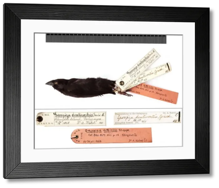 Framed Print : Geospiza difficilis, sharp-beaked ground finch with labels Framed Print : Geospiza difficilis, sharp-beaked ground finch with labels
