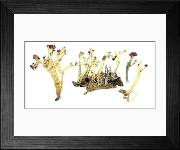 Framed Print : Cladonia sulphuratum, lichen Framed Print : Cladonia sulphuratum, lichen
