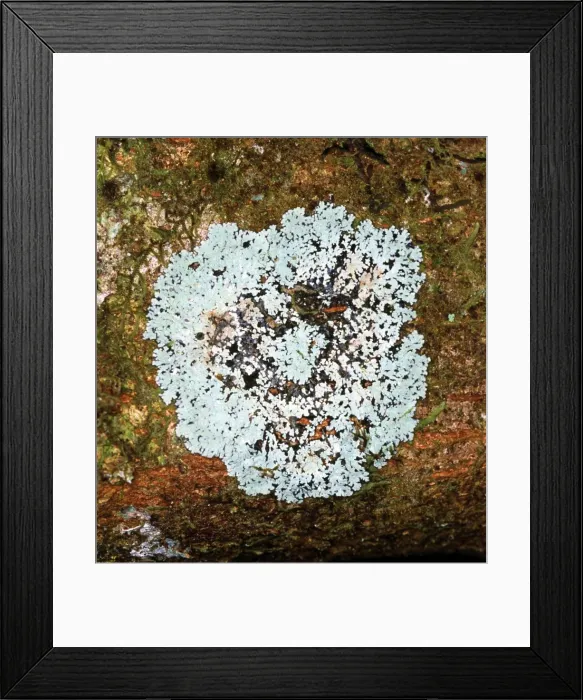 Framed Print : Lichen. This is an example of one of Sri Lankas very rich diversity of lichens Framed Print : Lichen. This is an example of one of Sri Lankas very rich diversity of lichens