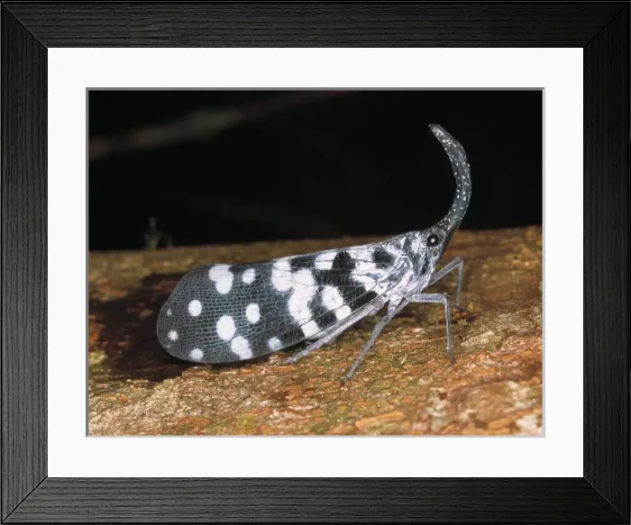 Framed Print : lantern bug Framed Print : lantern bug