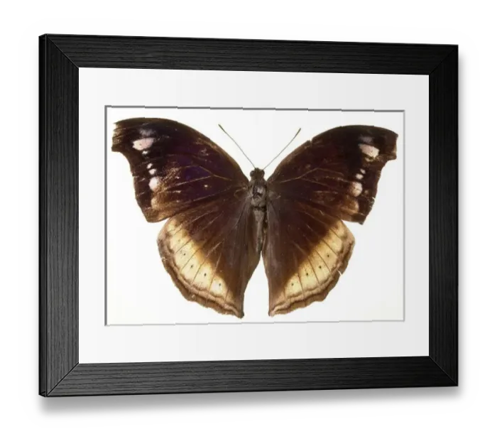 Framed Print : Salamis augustina vinsoni, Mauritaian mother of pearl butter Framed Print : Salamis augustina vinsoni, Mauritaian mother of pearl butter