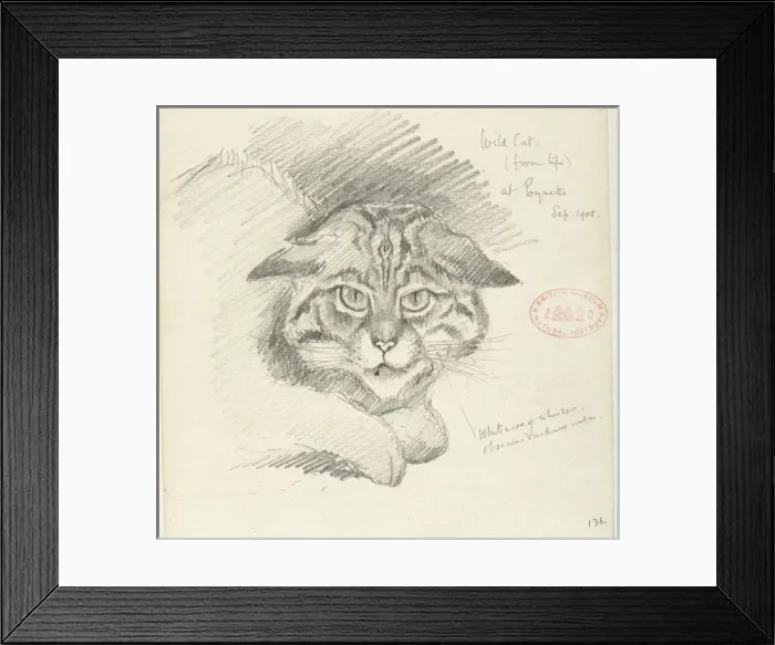 Framed Print : Felis silvestris silvestris, European wildcat Framed Print : Felis silvestris silvestris, European wildcat