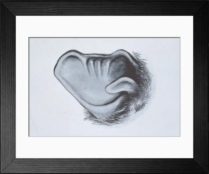 Framed Print : Pipistrellus pipistrellus, common pipistrelle Framed Print : Pipistrellus pipistrellus, common pipistrelle