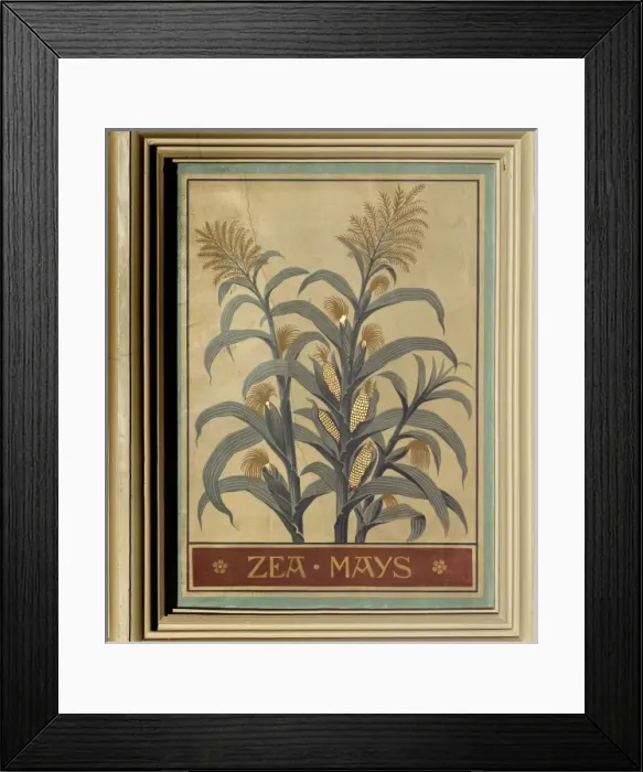 Framed Print : Zea mays, maize Framed Print : Zea mays, maize