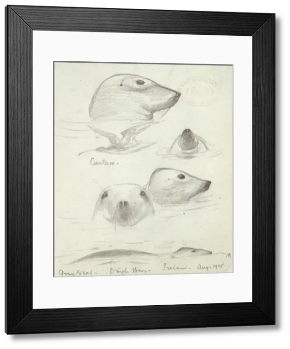 Framed Print : Halichoerus grypus, grey seal