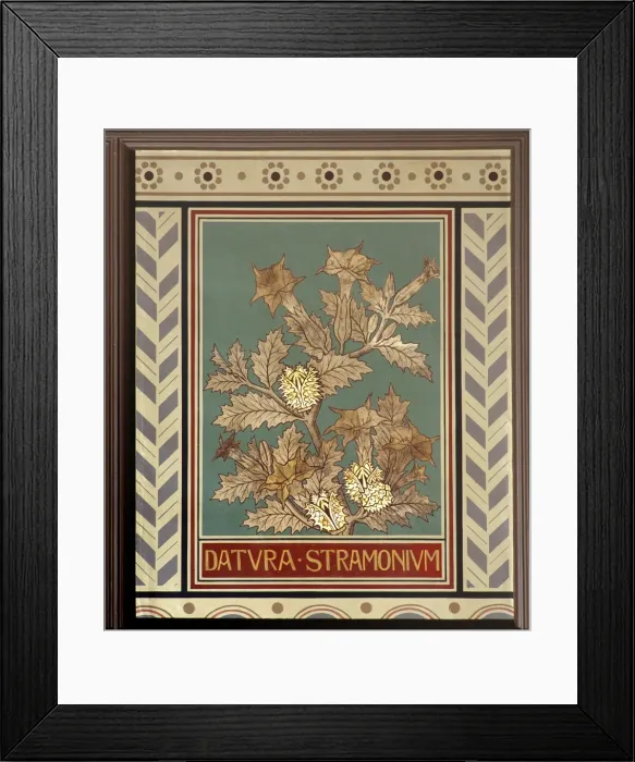 Framed Print : Datura stramonium, jimsonweed Framed Print : Datura stramonium, jimsonweed