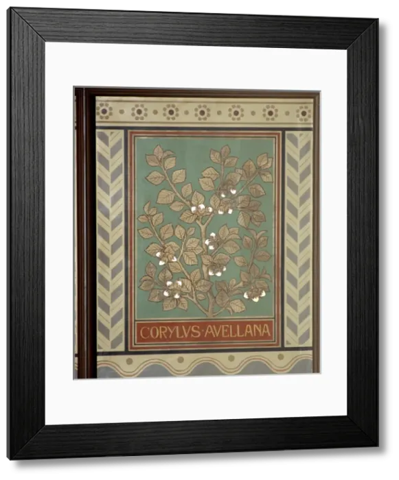 Framed Print : Corylus avellana, hazel Framed Print : Corylus avellana, hazel