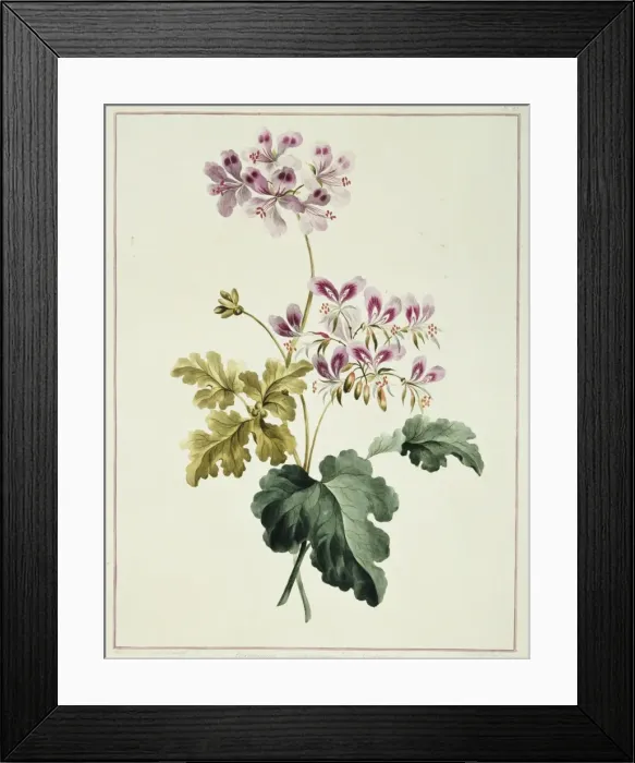 Framed Print : Folio 19 from A Collection of Flowers by John Edwards Framed Print : Folio 19 from A Collection of Flowers by John Edwards