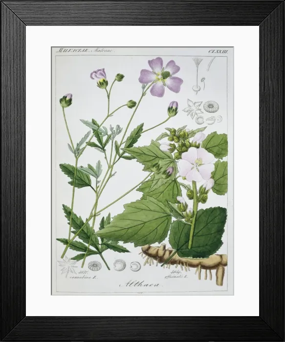 Framed Print : Althaea officinalis, marsh mallow plant Framed Print : Althaea officinalis, marsh mallow plant