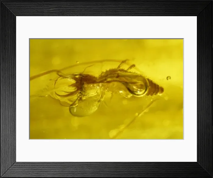 Framed Print : Lacewing larva in amber Framed Print : Lacewing larva in amber