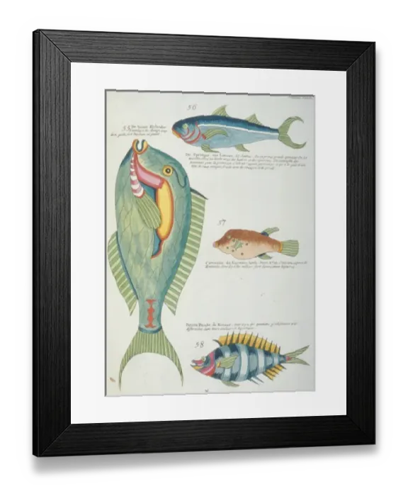 Framed Print : Colourful illustration of four fish Framed Print : Colourful illustration of four fish