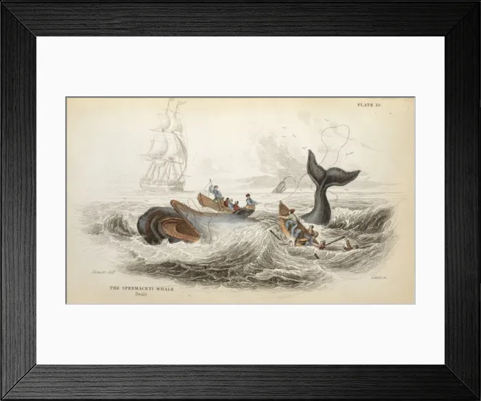 Framed Print : Physeter catodon, sperm whale