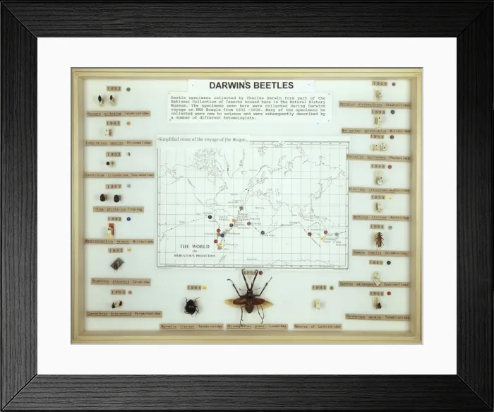 Framed Print : Darwins beetles Framed Print : Darwins beetles