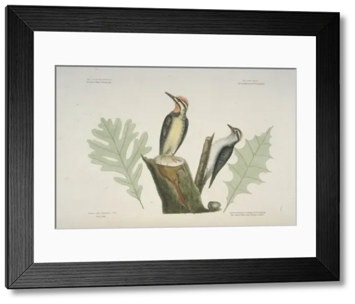 Framed Print : Sphyrapicus varius, yellow-bellied sapsucker, Picoides pubesc Framed Print : Sphyrapicus varius, yellow-bellied sapsucker, Picoides pubesc