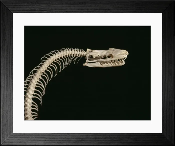 Framed Print : Python molurus, tiger python Framed Print : Python molurus, tiger python
