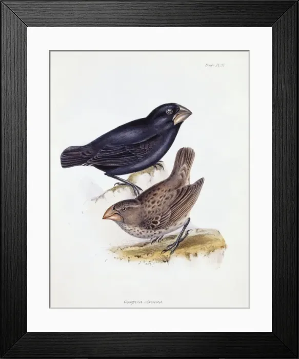 Framed Print : Geospiza magnirostris, large ground finch Framed Print : Geospiza magnirostris, large ground finch