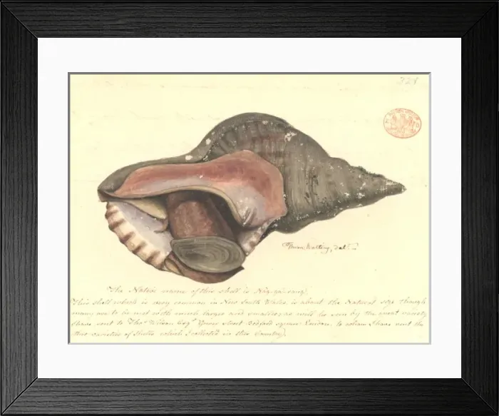 Framed Print : Charonia rubicunda, red australwelk Framed Print : Charonia rubicunda, red australwelk