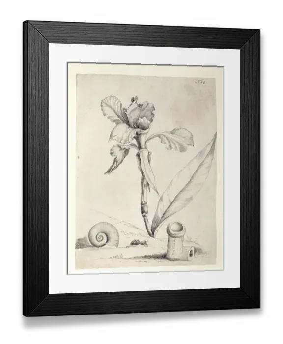 Framed Print : Canna flaccida, swamp canna Framed Print : Canna flaccida, swamp canna