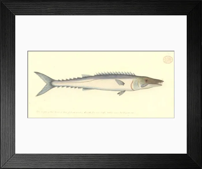 Framed Print : Thyrsites atun, barracuda Framed Print : Thyrsites atun, barracuda