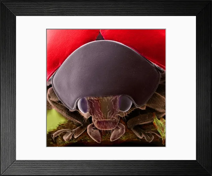 Framed Print : Coccinella, black spotted ladybird Framed Print : Coccinella, black spotted ladybird