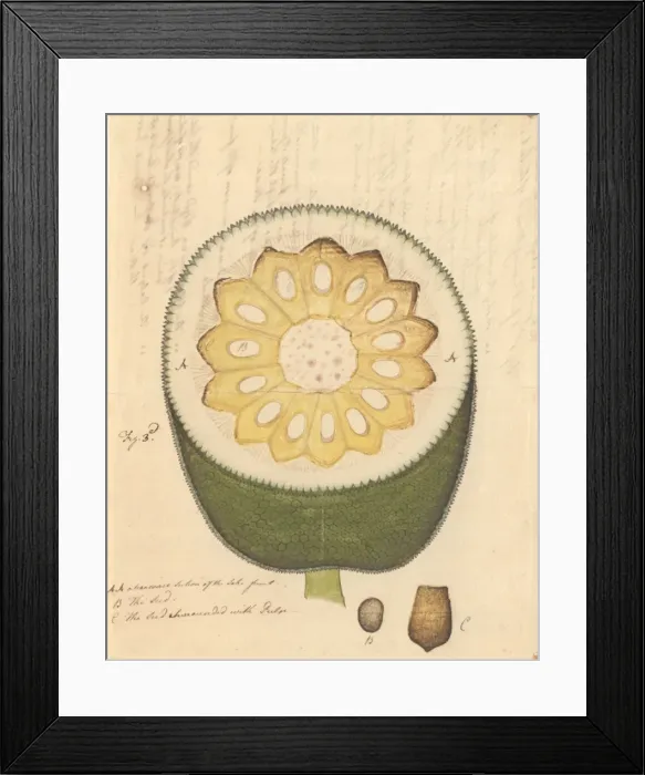 Framed Print : Artocarpus heterophyllus, jackfruit Framed Print : Artocarpus heterophyllus, jackfruit