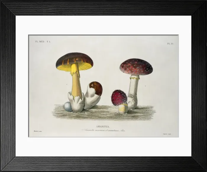 Framed Print : Amanita sp. amanita mushrooms Framed Print : Amanita sp. amanita mushrooms