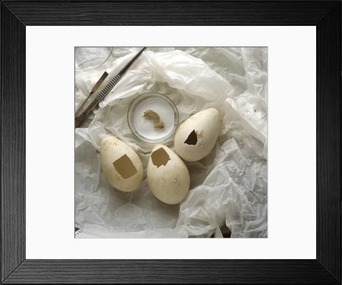 Framed Print : Aptenodytes forsteri, Emperor penguin eggs Framed Print : Aptenodytes forsteri, Emperor penguin eggs