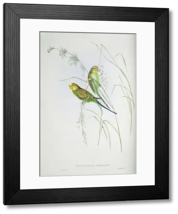 Framed Print : Melopsittacus undulatus, budgerigar Framed Print : Melopsittacus undulatus, budgerigar