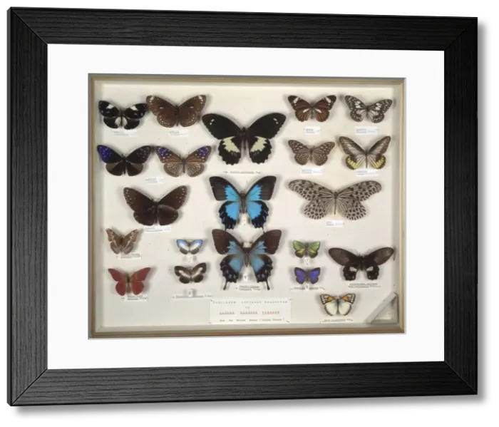 Framed Print : Wallaces butterflies Framed Print : Wallaces butterflies