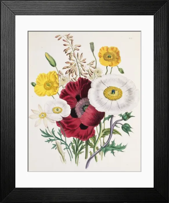 Framed Print : Papaver orientale, oriental poppy Framed Print : Papaver orientale, oriental poppy