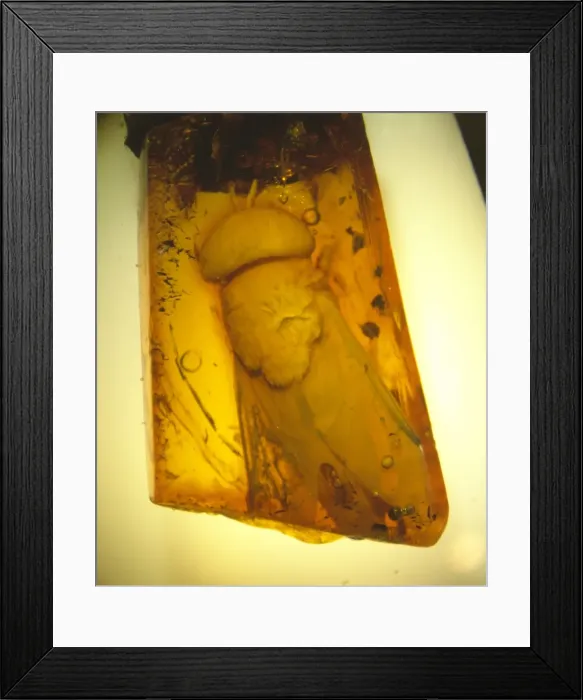Framed Print : Horsefly in Baltic amber Framed Print : Horsefly in Baltic amber