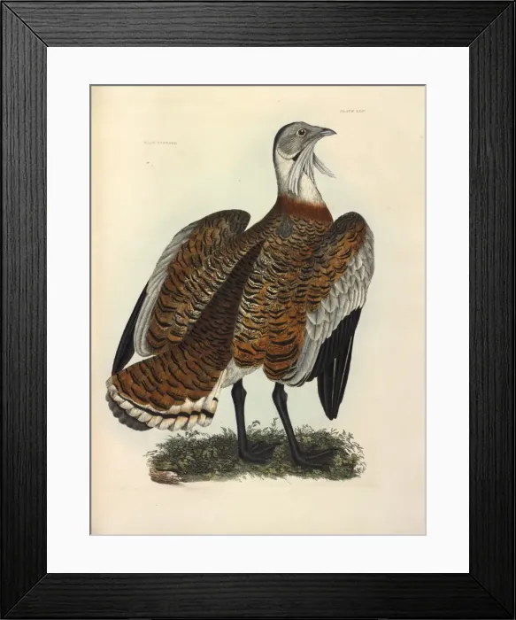 Framed Print : Great Bustard Framed Print : Great Bustard