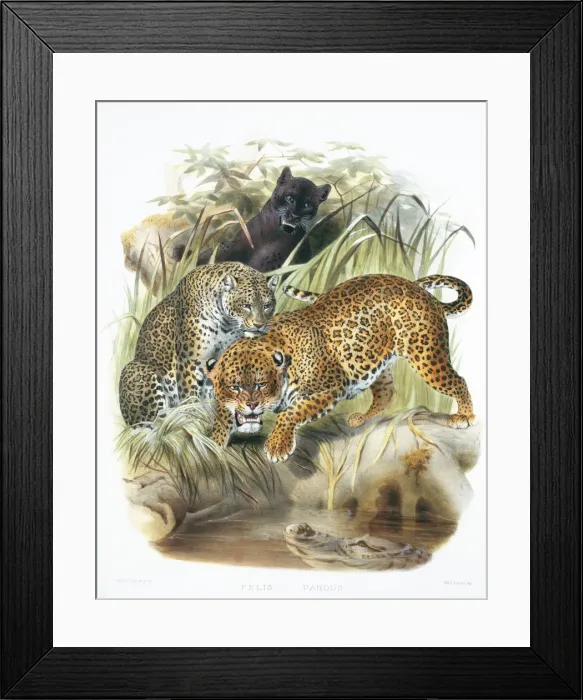 Framed Print : Panthera pardus, leopard Framed Print : Panthera pardus, leopard