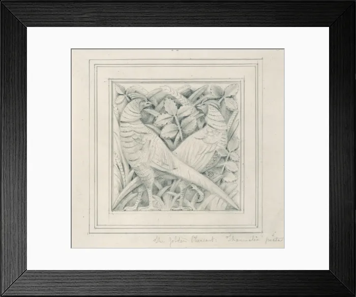 Framed Print : Golden pheasant design Framed Print : Golden pheasant design