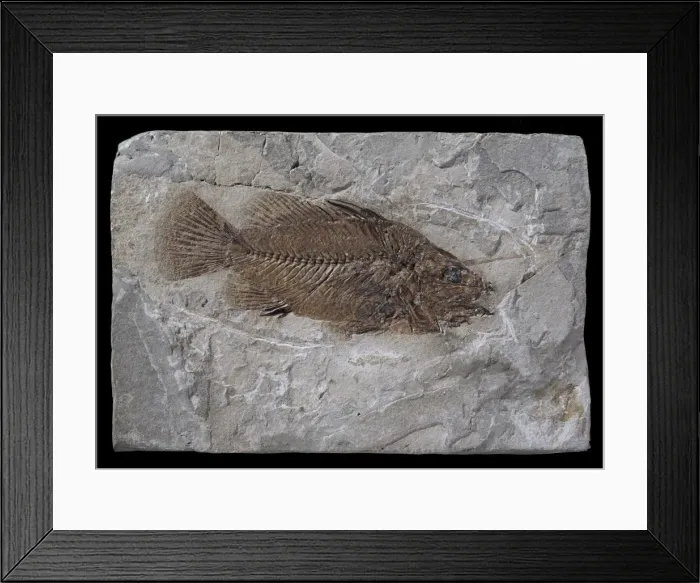 Framed Print : Eolates gracilis, fossil fish Framed Print : Eolates gracilis, fossil fish