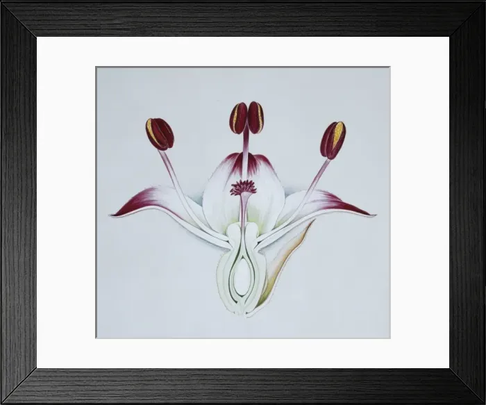Framed Print : Sanguisorba officinalis, official burnet Framed Print : Sanguisorba officinalis, official burnet