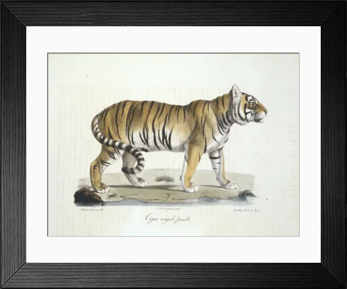 Framed Print : Panthera tigris tigris, Bengal tiger Framed Print : Panthera tigris tigris, Bengal tiger