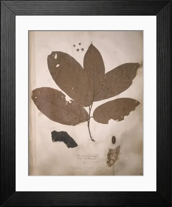 Framed Print : Theobroma cacao, cacao tree Framed Print : Theobroma cacao, cacao tree