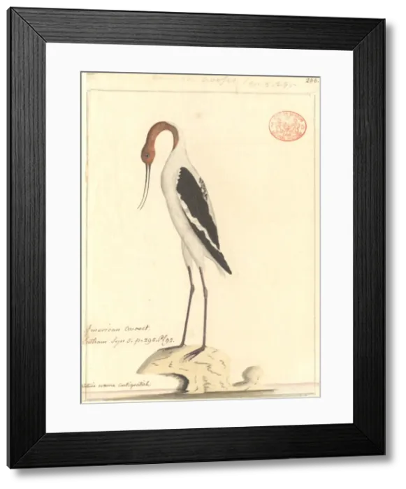 Framed Print : Recurvirostra novaehollandiae, red-necked avocet Framed Print : Recurvirostra novaehollandiae, red-necked avocet