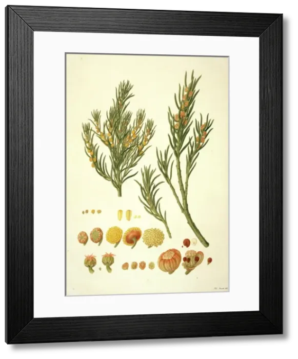 Framed Print : Gyrostemon ramulosus, sandhill corkbark Framed Print : Gyrostemon ramulosus, sandhill corkbark