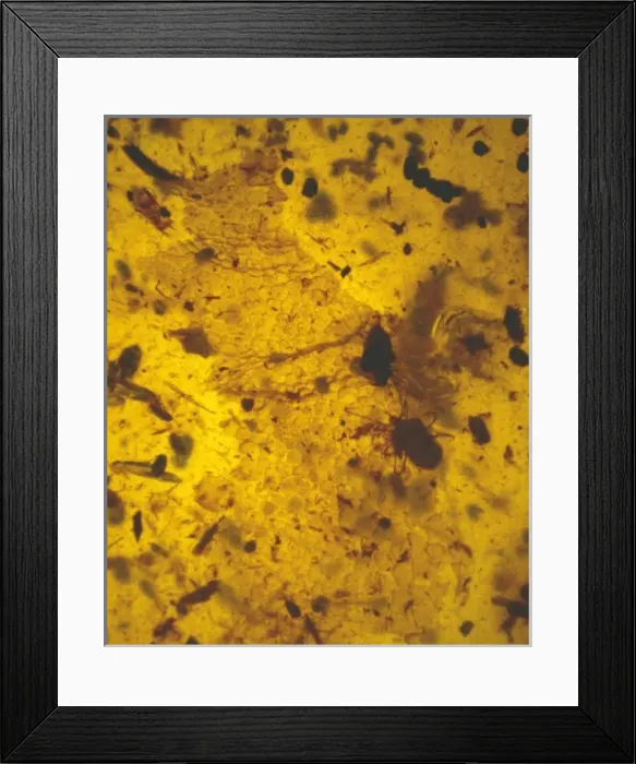 Framed Print : Mite in amber Framed Print : Mite in amber