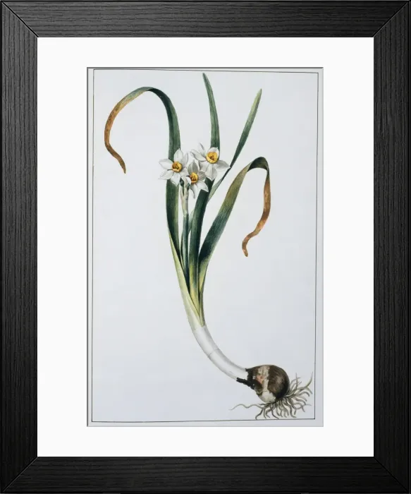 Framed Print : Narcissus tazetta, tazetta Framed Print : Narcissus tazetta, tazetta