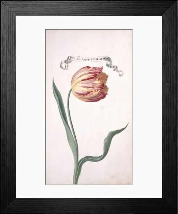 Framed Print : Tulipa sp. tulip Framed Print : Tulipa sp. tulip