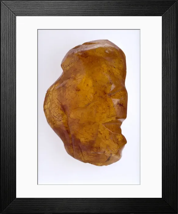 Framed Print : New Zealand copal Framed Print : New Zealand copal