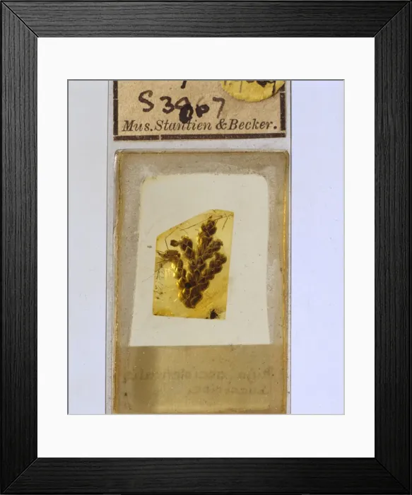 Framed Print : Cypress twig in Baltic amber Framed Print : Cypress twig in Baltic amber