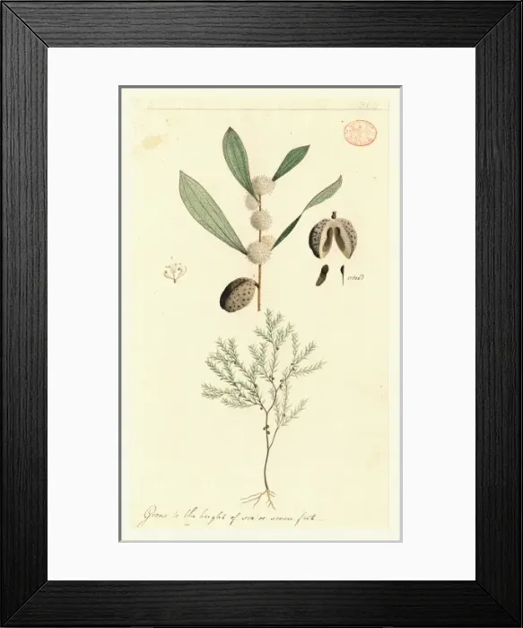 Framed Print : Drawing 434 from the Watling Collection Framed Print : Drawing 434 from the Watling Collection