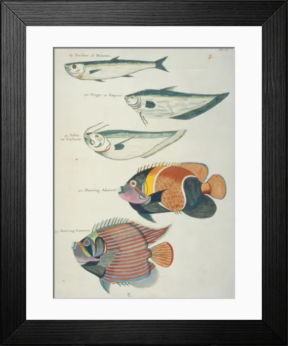 Framed Print : Colourful illustration of five fish Framed Print : Colourful illustration of five fish