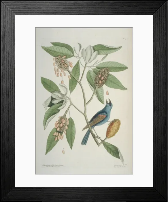 Framed Print : Passerina caerulea, blue grosbeak Framed Print : Passerina caerulea, blue grosbeak